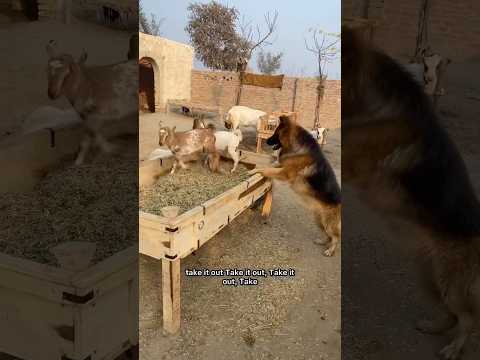 Tyson training #minizoo #doggraining #germanshepherd #rehmanchvlogs #goatfarm