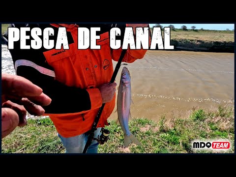 PESCA Y COCINA AL COSTADO DEL CANAL PEJERREYES Y CRIADILLAS