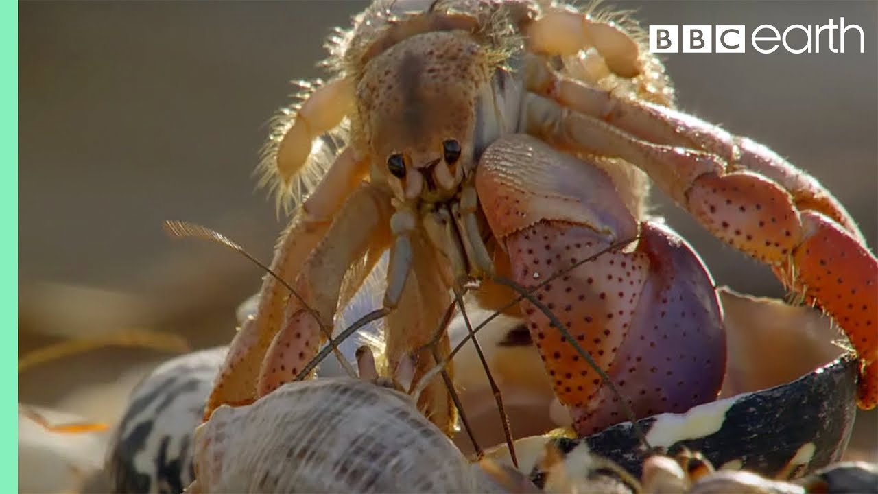 Amazing Crabs Shell Exchange Life Story BBC Earth