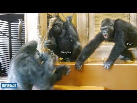 Silverback Gorilla Interrupts Lovely Moments Between Mom & Daughter | The Shabani’s Group