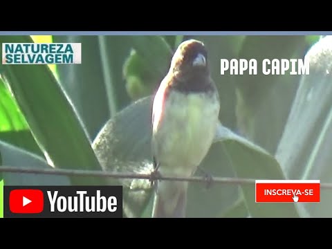 Papa capim grego selvagem na natureza gravado 02 04 2025 N 431