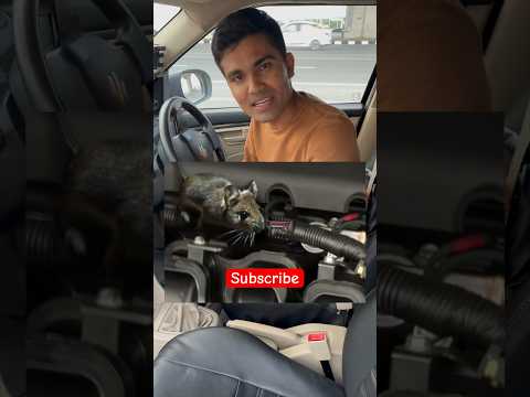 How to protect your car from rats ? #indiandriveguide ￼
