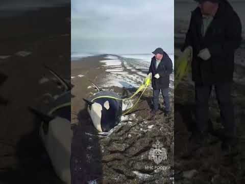 Russian rescuers return beached killer whale to sea