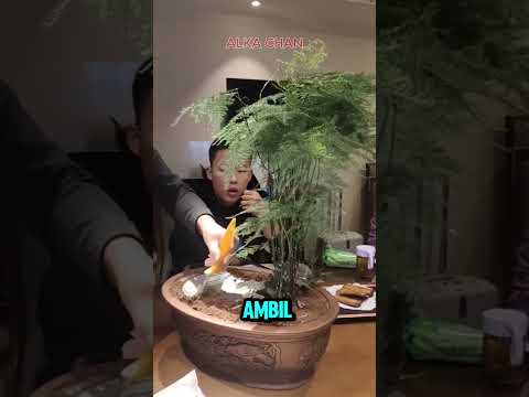 Pesan makan malah dikasih pot tanaman  #funny
