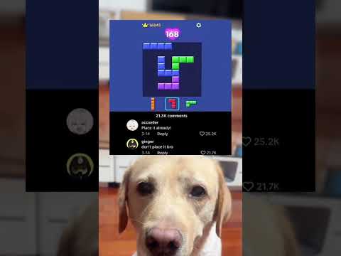 #memes #story #dog #shorts #pets