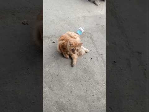 11 Oktober 2025 mejeng mami #cat #kucing #cute #funny