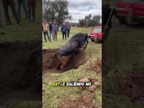 INTENTAN SACAR A UN TORO BRAVO CON UN COCHEโฆ Y TERMINA EMBISTIENDO ๐ฑ๐๐ #shorts #toros #bulls