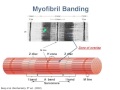 Muscle Contraction Mechanisms and Structures