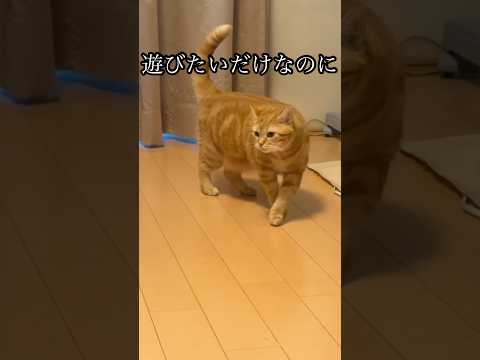 猫の動画サムネイル - 遊びたいだけなのに 猫 アメショ cat うめ れん