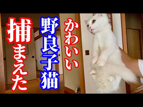 野良子猫を緊急保護しました！