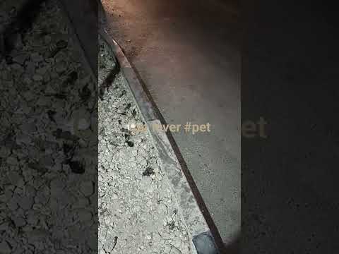 #catlover #saveanimal