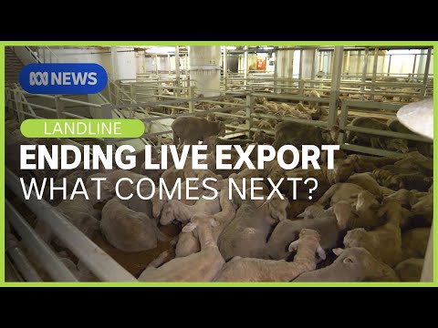 YouTube video thumbnail: What Help Should Be Given to WA Farmers as the Live Export Sheep Trade Ends?