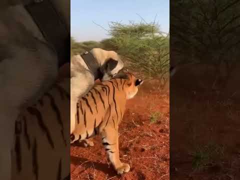 Boz Turco vs Tigre Poder y velocidad animal