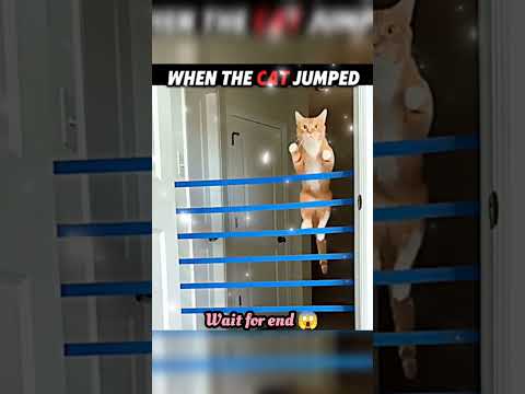 wait for end 😱 #trending#animals#wildlife#lion#shorts#youtube