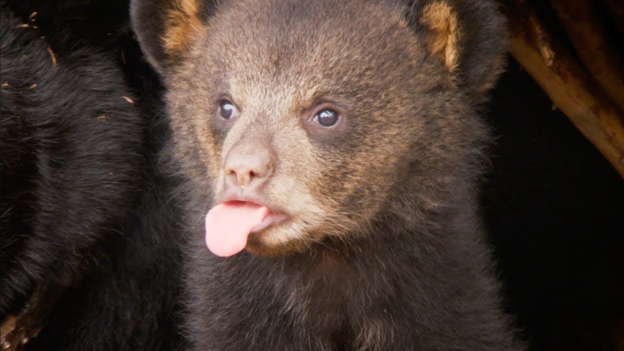 Picture Day for CUTE Bear Cubs! BBC Earth