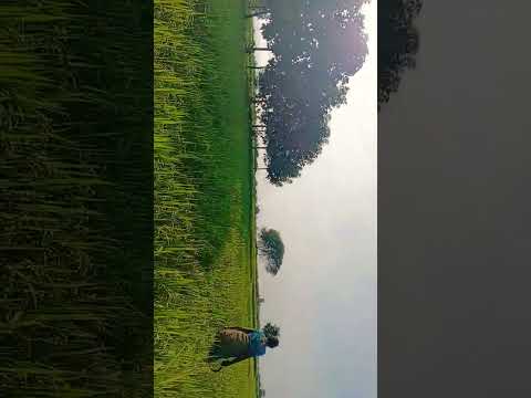 #farming #agriculture #trending #viral #nature #telugu #villagelife #automobile #song #ap  #farmer