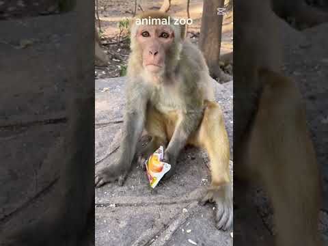 🐒🍉 Funny Monkey Eating Moments! 😂🔥#monkey #funny #trending #shortvideo 💥💥