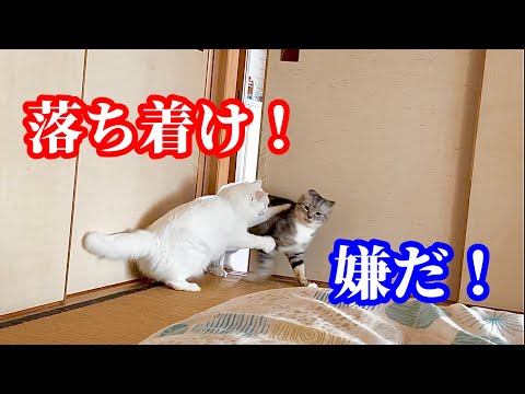 賑やかな猫達との生活はとても幸せです