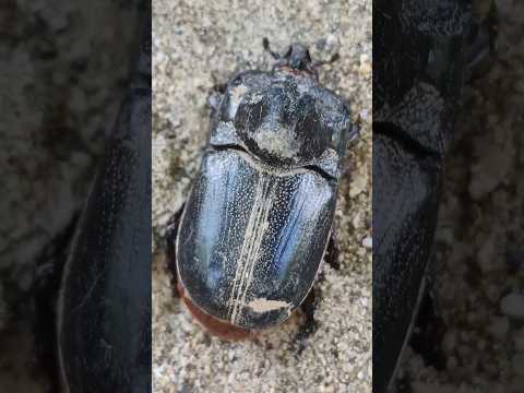 🫣 ye Khatarnak kida 😱🔥 #kida #shorts