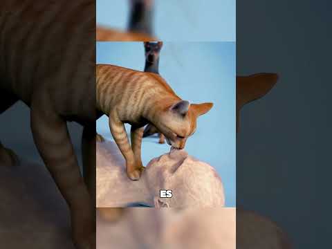 Essen Haustiere ihre Besitzer? #tiere #shorts