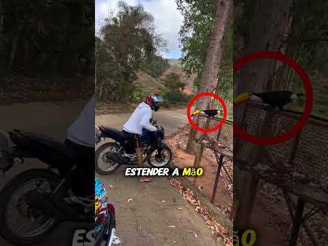 MOTOCA FOI MORDIDO PELO TUCANO😂🤣