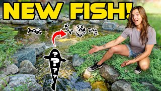 We Got NEW FISH for My POND!! (crazy)