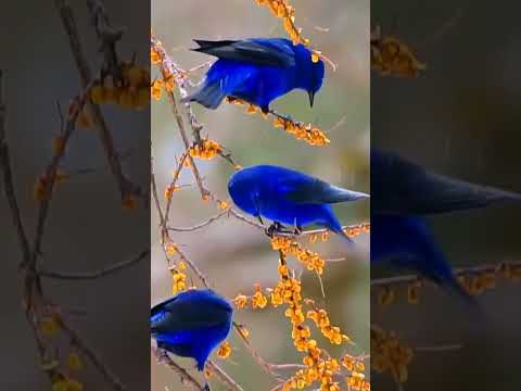 Wings of Blue Fire The Majestic Grandala coelicolor