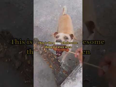 Está perrita le lleva un trozo de pollo frito a sus cachorros.  #conmovedor