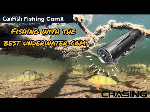 Discovering Big Perch with an Underwater Camera by Catfish World