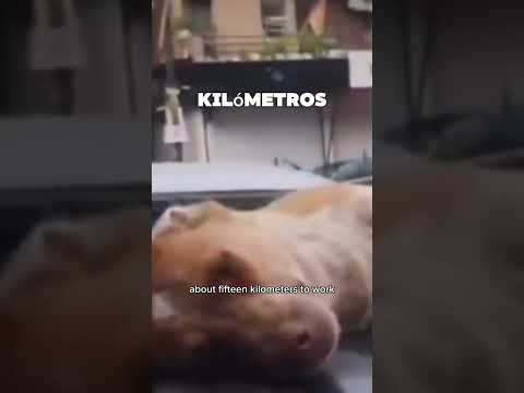 Este perro persiguió a su humano hasta el trabajo
