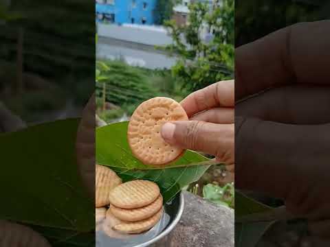 kindness to birds #shorts @nirmal videos