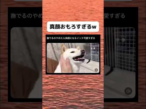 真顔になるのやめてくれw #おすすめ #おもしろ