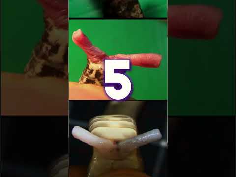 TOP 10 SERPENTS