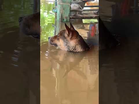 น้องกำลัง,งงว่าน้ำมาไงว่ะ