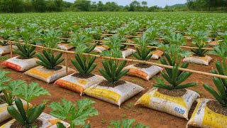 Old sacks? Don't throw them away! Grow zucchini this way!