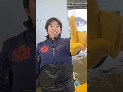 大漁だぜぇ〜〜❗️❗️　2025年12月25日の片名市場の様子 #へんな魚おじさん #片名市場