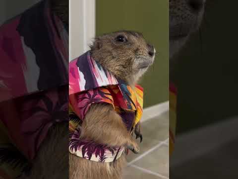 Tío quiere una birria?