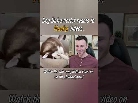 Dog trainer reacts to Husky dog videos part 1. #shorts #husky #huskydog #dogtraining