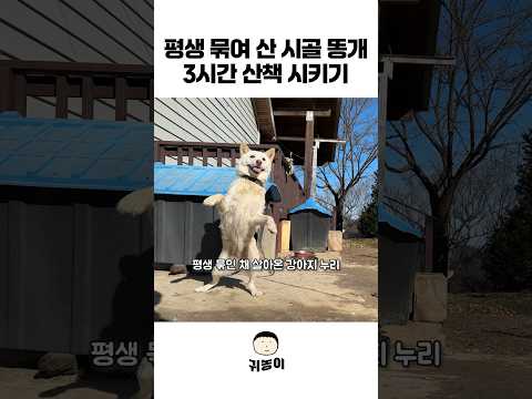 산책한다고 강아지가 이렇게 변할 수도 있네요..!🐕 #강아지 #귀농 #농촌생활 #동물농장 #농장