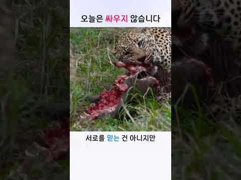 하이에나와 <strong>표범</strong>, 오늘은 싸우지 않습니다