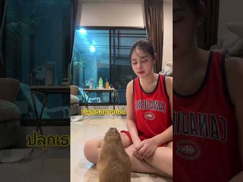 #pets #shortsfeed #แพรี่ด็อก #prairiedog