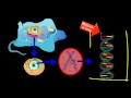 DNA Structure and Function Concepts