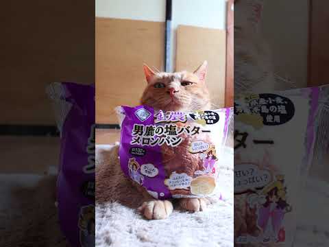 猫の動画サムネイル - 男鹿の塩バターメロンパン　250612 #cat #ねこ #のせ猫 #猫  #猫のいる暮らし #cute #ネコ #かご猫 #猫