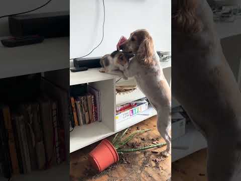 Funny & Cute Cats Compilation ? #shorts