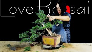 Shaping the Black Pine: From Sapling to Work of Art #bonsai #lovebonsai