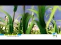 Plant Growth and Development Concepts
