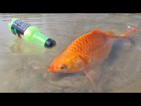 I Made a FISH TRAP from a Trash Bottle and Caught a LOT OF FISH!