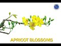 Identifying Vietnamese Flower Names