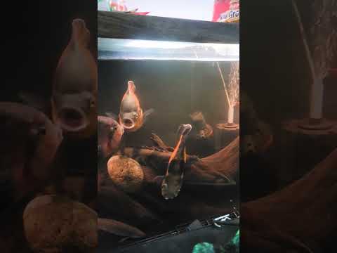 Monsters waiting for Breakfast #aquarium #monsterf 