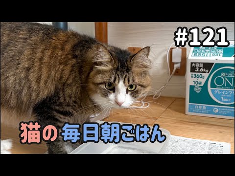 猫の毎日朝ごはん生配信!【# 121】 2026.7.29